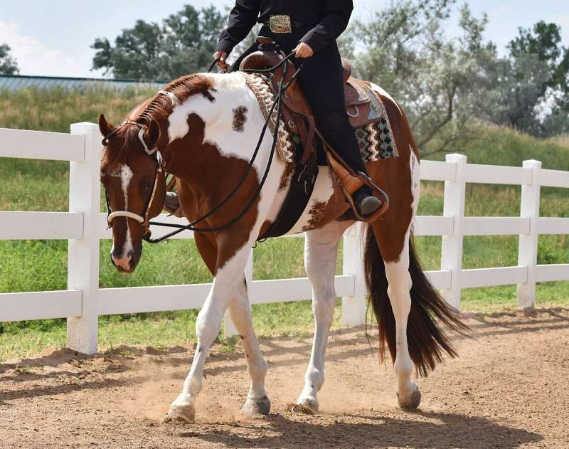 Paint Stallion Directory for Colorado