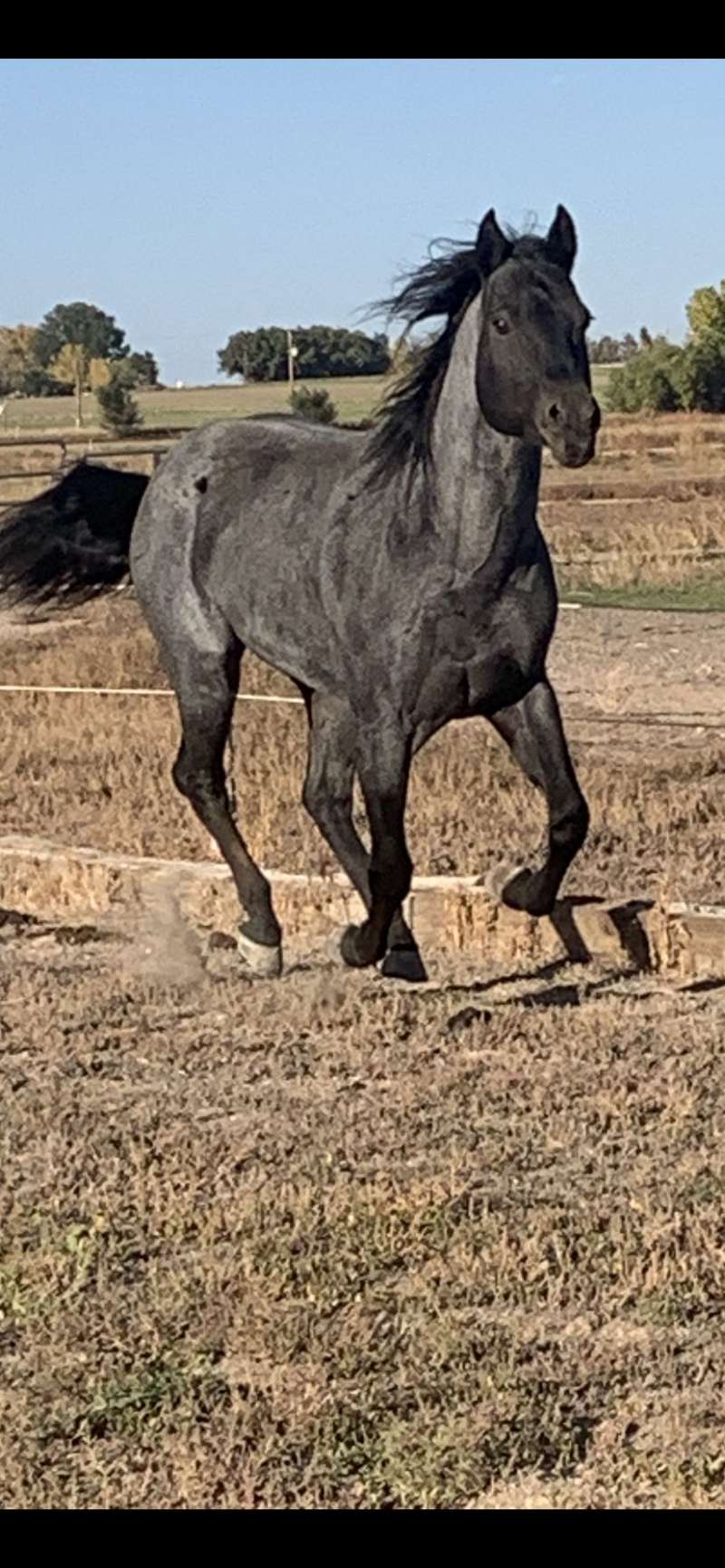 Quarter Horse Stallion Directory for Oklahoma