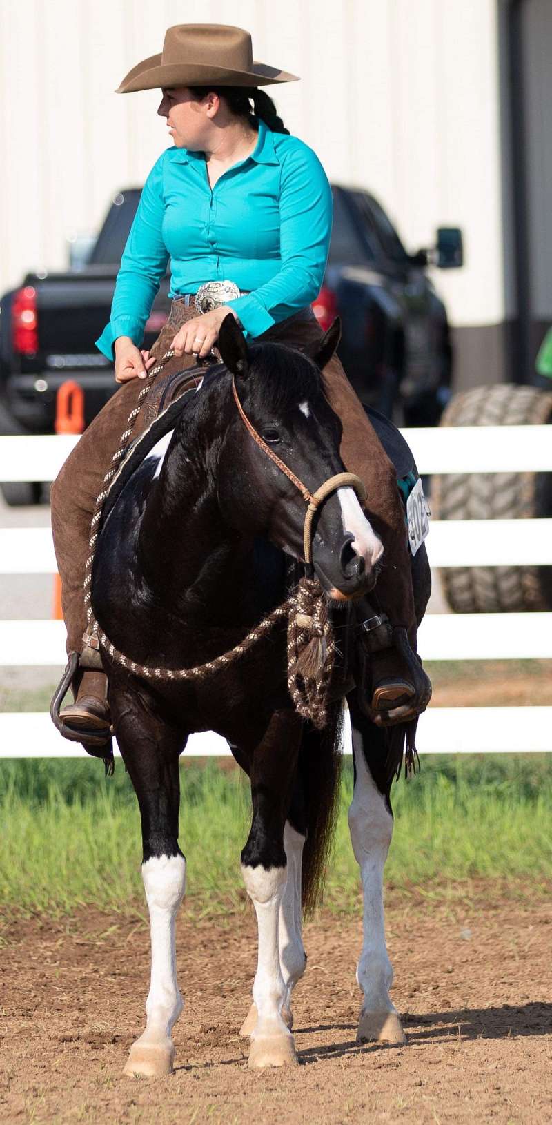 Paint Calf Roping Stallion Directory