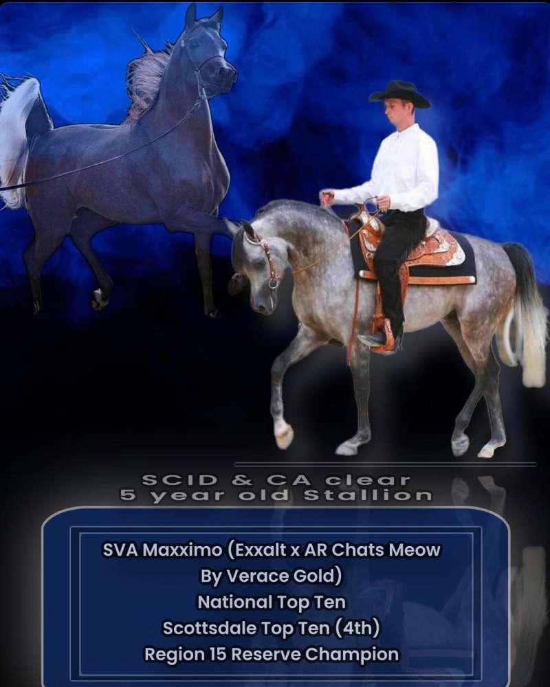 Breeding Stallion Directory