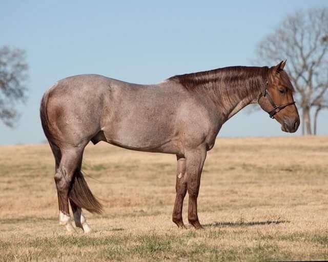 Quarter Horse Stallion Directory for Nebraska