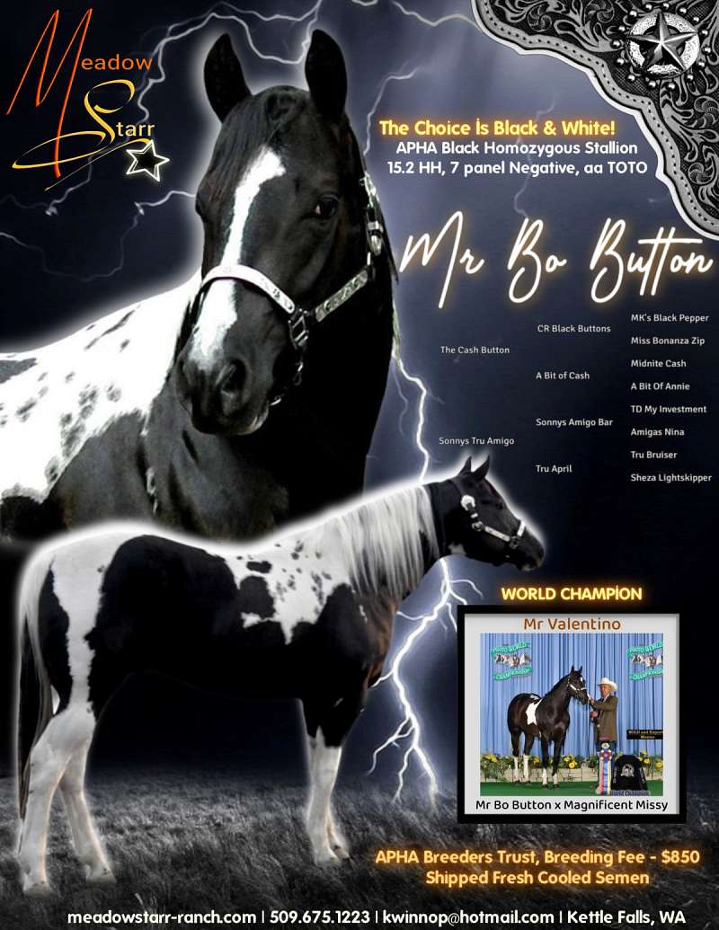 Homozygous Black Stallion Directory