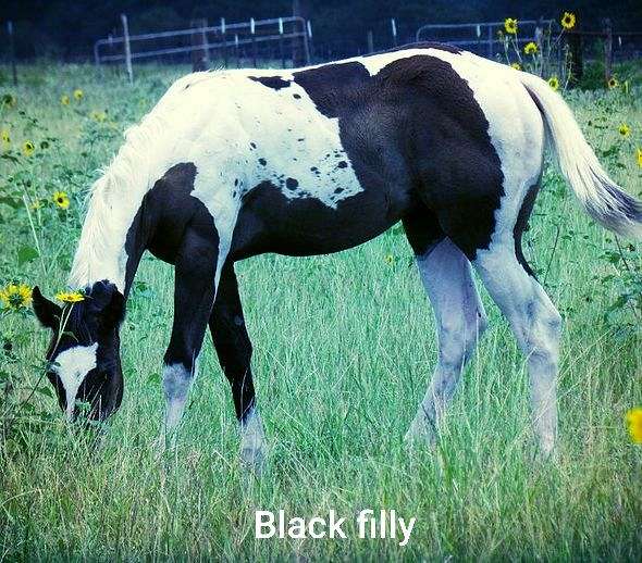 World Champion Producer Homozygous Black Stallion