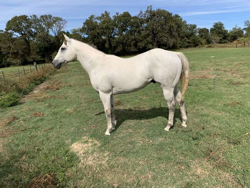 Calf Roping Stallions in Texas