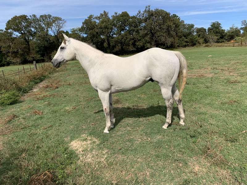 Quarter Horse Stallion Directory for Texas